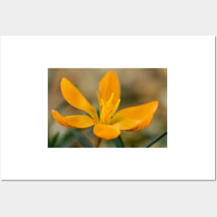 Crocus  &#39;Orange Monarch&#39; Posters and Art